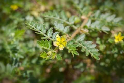 flower-of-tribulus-terrestris-plant-2021-08-30-08-27-33-utc