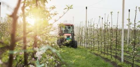 Tractor driving through orchard
