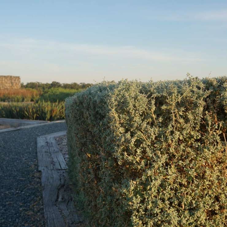 The Terraces Food Garden