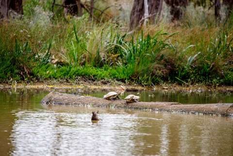 Turtles spotted at Victoria Park Lake