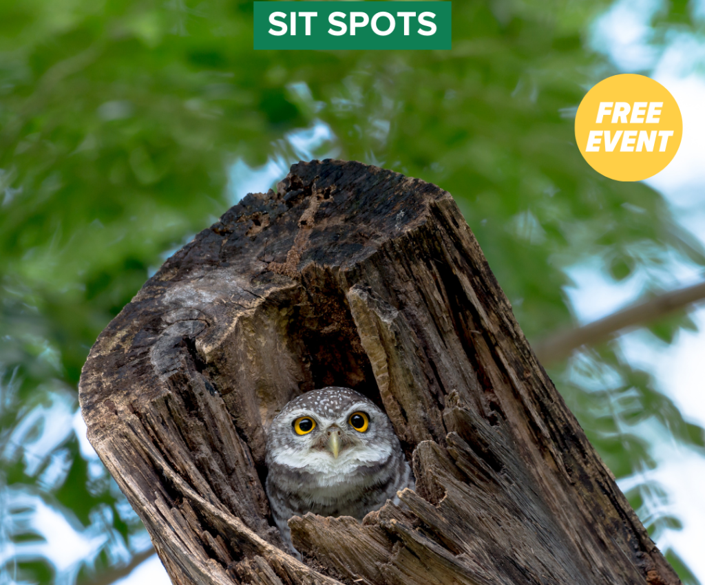 Cover image for event - Sit Spots 