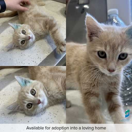 Photo of cat with ID of : C251169.