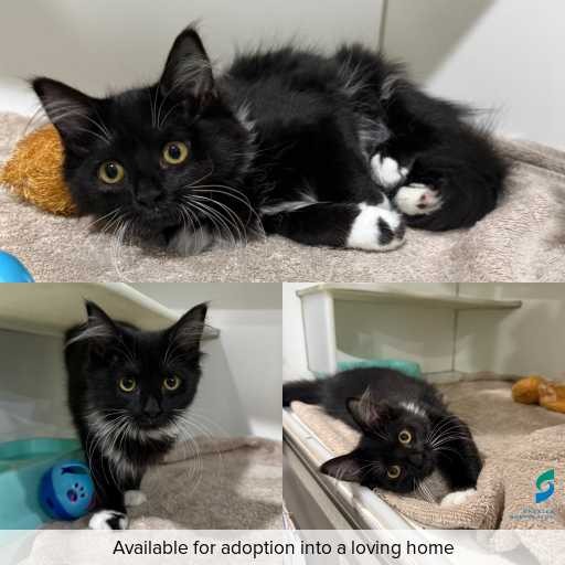 Photo of cat with ID of : C260026.