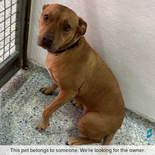 Photo of dog with ID of : D250637.