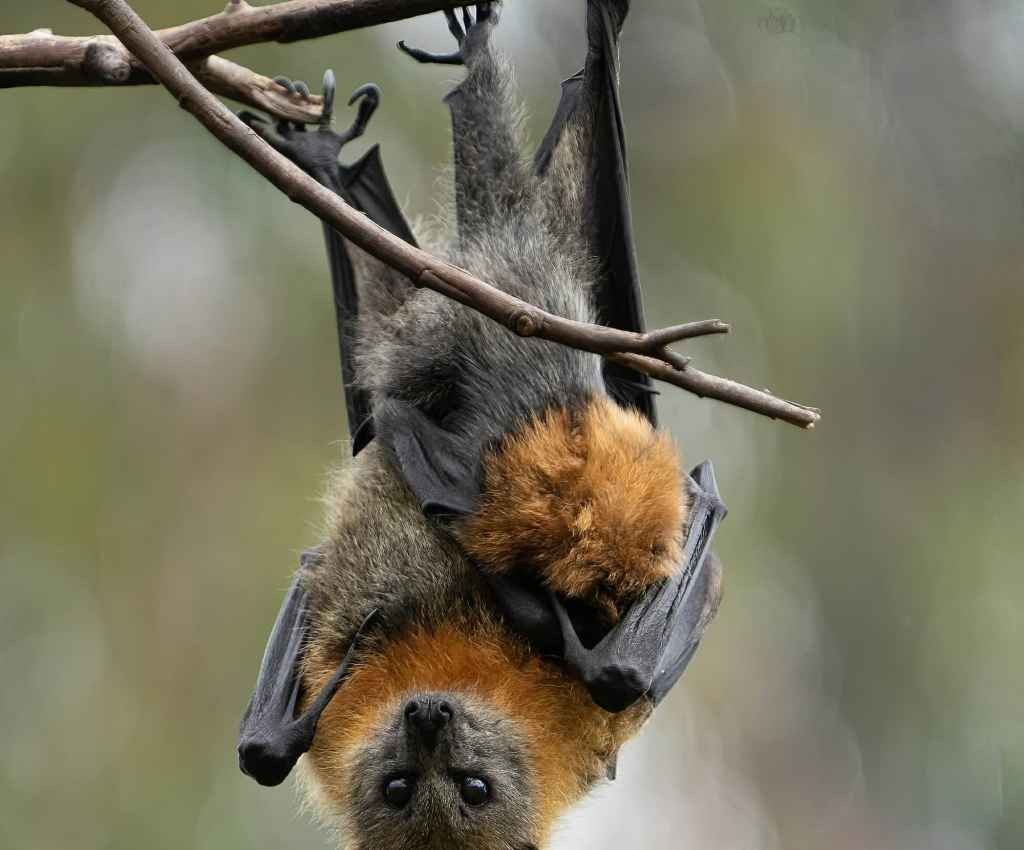 Cover image for event - Bat Night