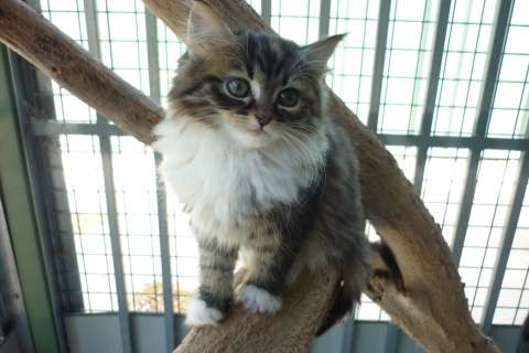 Kitten
