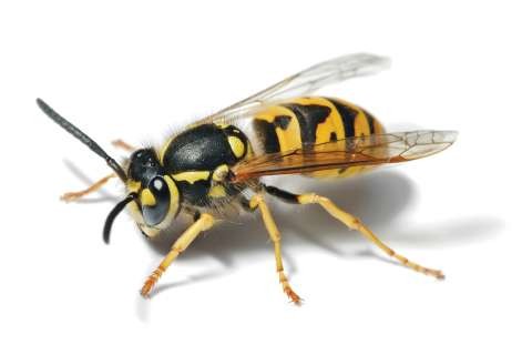 European Wasp - Full Body Picture