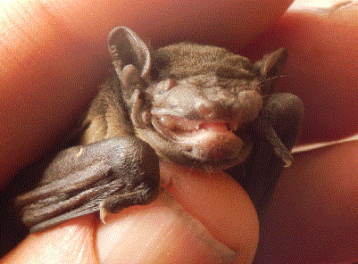 bat2