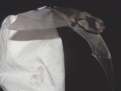 bat3