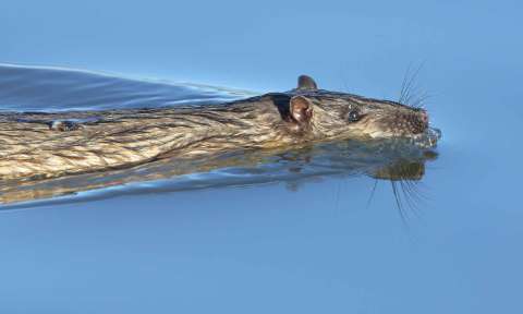 water rat Boekel 2016 July