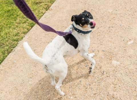 Animal-Responsible-Ownership-20151207-1278