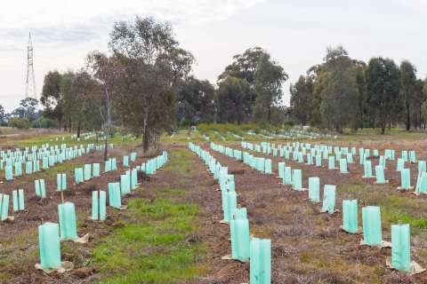One Tree Per Child - 20170713 - 9681