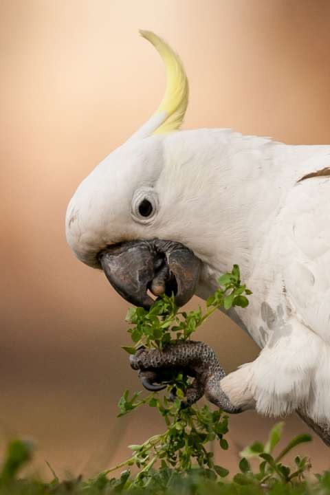 Sulphur-crested Cockatoo Melbourne Vic-8510