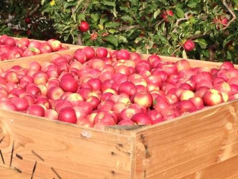 Travel Oz 2015 Plunketts Apples Fruit 9