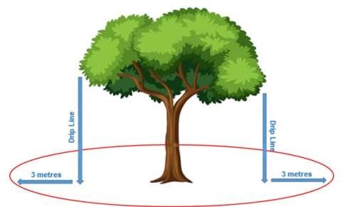 Establish a minimum firebreak of at least 3m from the drip line to protect paddock trees.