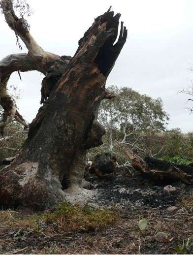 Remnant tree due to stubble burn